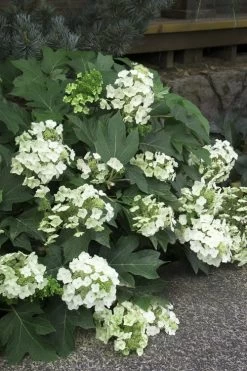 Pee Wee Dwarf Oakleaf Hydrangea - 1 Gallon Pot 16 Pee Wee Dwarf Oakleaf Hydrangea - 1 Gallon Pot -Outdoor Garden Store Hydrangea Oakleaf Pee Wee 11