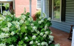 Pee Wee Dwarf Oakleaf Hydrangea - 1 Gallon Pot 14 Pee Wee Dwarf Oakleaf Hydrangea - 1 Gallon Pot -Outdoor Garden Store Hydrangea Oakleaf Pee Wee