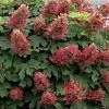 Ruby Slippers Dwarf Oakleaf Hydrangea - 2 Gallon Pot 2 Ruby Slippers Dwarf Oakleaf Hydrangea - 2 Gallon Pot -Outdoor Garden Store Hydrangea Oakleaf Ruby Slippers 500x750 2