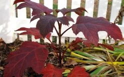 Ruby Slippers Dwarf Oakleaf Hydrangea - 2 Gallon Pot 12 Ruby Slippers Dwarf Oakleaf Hydrangea - 2 Gallon Pot -Outdoor Garden Store Hydrangea Oakleaf Ruby Slippers Fall Foliage Color 1