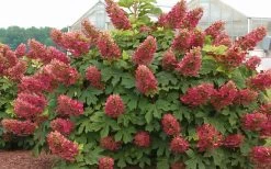 Ruby Slippers Dwarf Oakleaf Hydrangea - 2 Gallon Pot 11 Ruby Slippers Dwarf Oakleaf Hydrangea - 2 Gallon Pot -Outdoor Garden Store Hydrangea Oakleaf Ruby Slippers Full Bloom 1