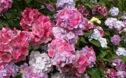 Preziosa Multi Color Hydrangea - 3 Gallon Pot 12 Preziosa Multi Color Hydrangea - 3 Gallon Pot -Outdoor Garden Store Hydrangea Preziosa 18