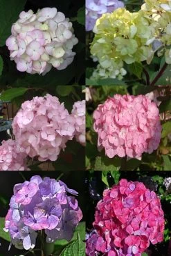Preziosa Multi Color Hydrangea - 3 Gallon Pot 11 Preziosa Multi Color Hydrangea - 3 Gallon Pot -Outdoor Garden Store Hydrangea Preziosa 19