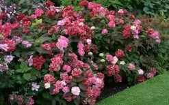 Preziosa Multi Color Hydrangea - 3 Gallon Pot 13 Preziosa Multi Color Hydrangea - 3 Gallon Pot -Outdoor Garden Store Hydrangea Preziosa 7