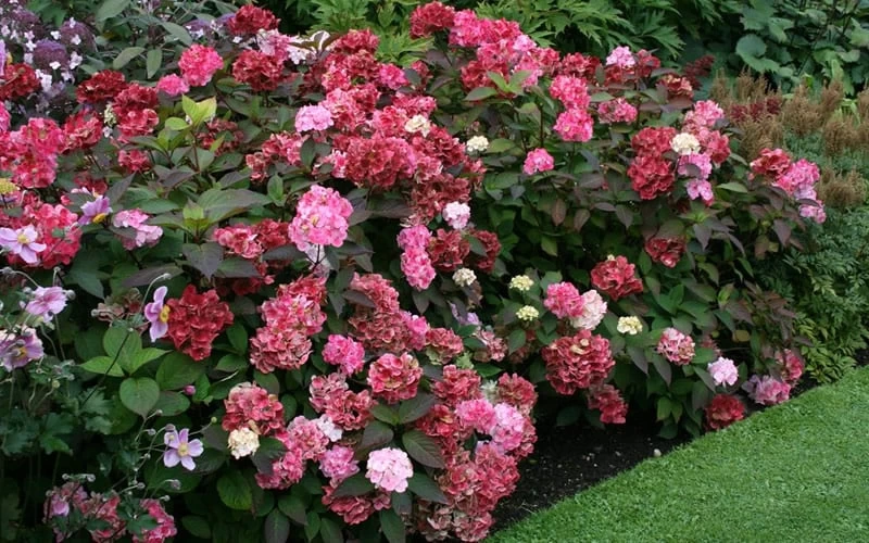 Preziosa Multi Color Hydrangea - 3 Gallon Pot 8 Preziosa Multi Color Hydrangea - 3 Gallon Pot - Image 6