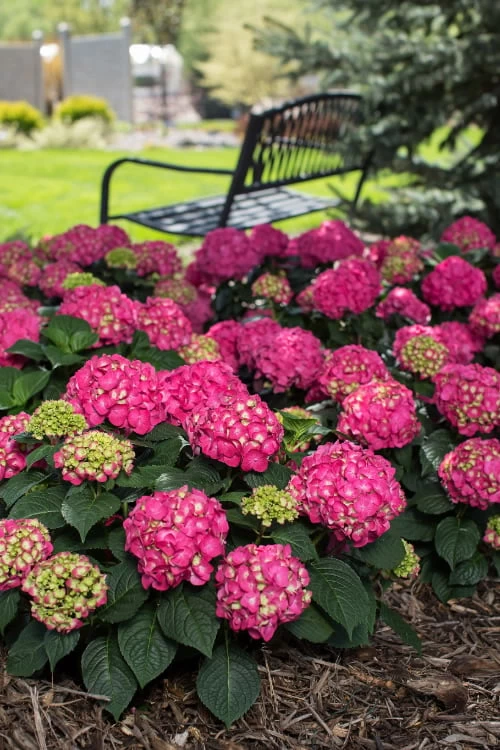 Summer Crush Endless Summer Hydrangea - 2 Gallon Pot 9 Summer Crush Endless Summer Hydrangea - 2 Gallon Pot - Image 7