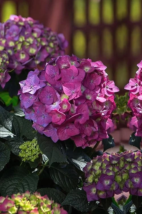 Summer Crush Endless Summer Hydrangea - 1 Gallon Pot 7 Summer Crush Endless Summer Hydrangea - 1 Gallon Pot - Image 5