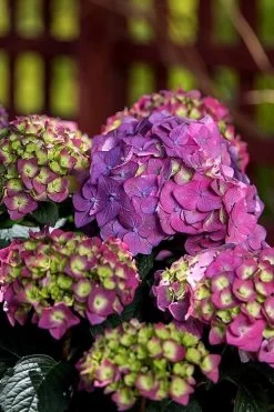 Summer Crush Endless Summer Hydrangea - 1 Gallon Pot 18 Summer Crush Endless Summer Hydrangea - 1 Gallon Pot -Outdoor Garden Store Hydrangea Summer Crush Endless Summer 5