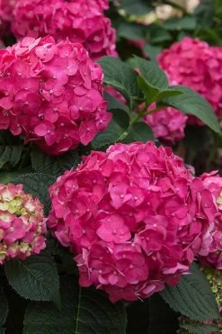 Summer Crush Endless Summer Hydrangea - 7 Gallon Pot 14 Summer Crush Endless Summer Hydrangea - 7 Gallon Pot -Outdoor Garden Store Hydrangea Summer Crush Endless Summer 6 3