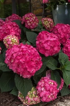 Summer Crush Endless Summer Hydrangea - 7 Gallon Pot 19 Summer Crush Endless Summer Hydrangea - 7 Gallon Pot -Outdoor Garden Store Hydrangea Summer Crush Endless Summer 7 3