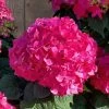 Summer Crush Endless Summer Hydrangea - 6 Gallon Pot (COPY) -Outdoor Garden Store Hydrangea Summer Crush Endless Summer 8 1