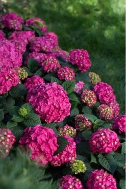 Summer Crush Endless Summer Hydrangea - 1 Gallon Pot 16 Summer Crush Endless Summer Hydrangea - 1 Gallon Pot -Outdoor Garden Store Hydrangea Summer Crush Endless Summer 9