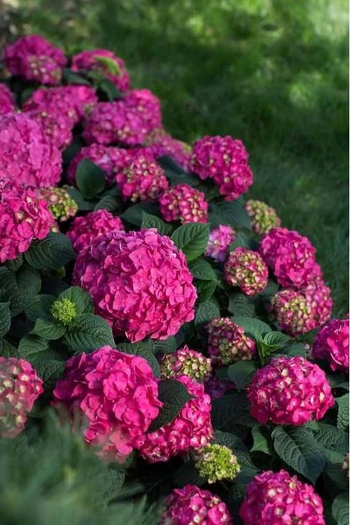 Summer Crush Endless Summer Hydrangea - 7 Gallon Pot 8 Summer Crush Endless Summer Hydrangea - 7 Gallon Pot - Image 6