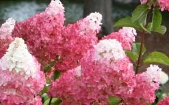 Vanilla Strawberry Hydrangea - 1 Gallon Pot 12 Vanilla Strawberry Hydrangea - 1 Gallon Pot -Outdoor Garden Store Hydrangea Vanilla Strawberry 3