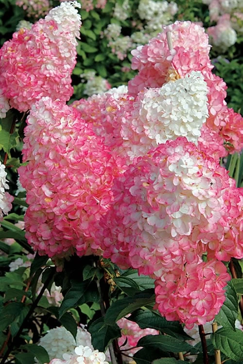 Vanilla Strawberry Hydrangea - 1 Gallon Pot 8 Vanilla Strawberry Hydrangea - 1 Gallon Pot - Image 6