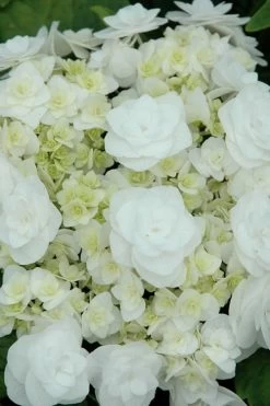 Double Delights Wedding Gown Lacecap Hydrangea - 3 Gallon Pot 13 Double Delights Wedding Gown Lacecap Hydrangea - 3 Gallon Pot -Outdoor Garden Store Hydrangea Wedding Gown 2