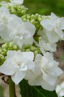 Double Delights Wedding Gown Lacecap Hydrangea - 3 Gallon Pot 12 Double Delights Wedding Gown Lacecap Hydrangea - 3 Gallon Pot -Outdoor Garden Store Hydrangea Wedding Gown 23
