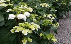 Double Delights Wedding Gown Lacecap Hydrangea - 3 Gallon Pot 14 Double Delights Wedding Gown Lacecap Hydrangea - 3 Gallon Pot -Outdoor Garden Store Hydrangea Wedding Gown 6