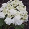 Double Delights Wedding Gown Lacecap Hydrangea - 3 Gallon Pot 2 Double Delights Wedding Gown Lacecap Hydrangea - 3 Gallon Pot -Outdoor Garden Store Hydrangea Wedding Gown 8
