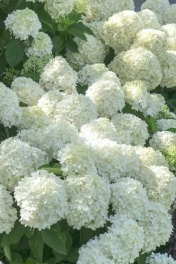 White Wedding Hydrangea - 2 Gallon Pot 9 White Wedding Hydrangea - 2 Gallon Pot -Outdoor Garden Store Hydrangea White Wedding 5 x750