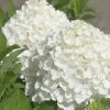 White Wedding Hydrangea - 3 Gallon Pot 2 White Wedding Hydrangea - 3 Gallon Pot -Outdoor Garden Store Hydrangea White Wedding Closeup 5 x750 1