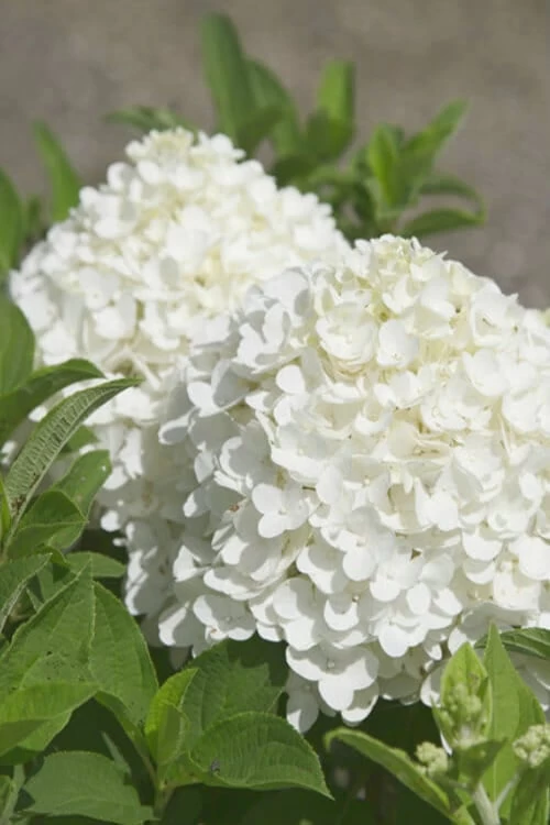 White Wedding Hydrangea - 3 Gallon Pot 3 White Wedding Hydrangea - 3 Gallon Pot