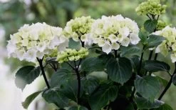 Zebra Hydrangea - 1 Gallon Pot 15 Zebra Hydrangea - 1 Gallon Pot -Outdoor Garden Store Hydrangea Zebra Flowers