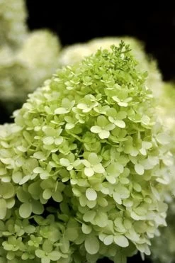 Limelight PeeGee Hydrangea - 3 Gallon Pot -Outdoor Garden Store Hydrangea limelightf BS 1