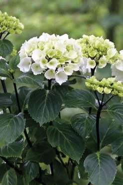 Zebra Hydrangea - 3 Gallon Pot 15 Zebra Hydrangea - 3 Gallon Pot -Outdoor Garden Store Hydrangrea Zebra 11