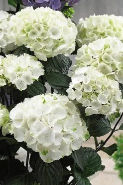 Zebra Hydrangea - 1 Gallon Pot 12 Zebra Hydrangea - 1 Gallon Pot -Outdoor Garden Store Hydrangrea Zebra 12