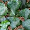 Algerian Ivy - Hedera Helix - 18 Count Flat Of Pint Pots -Outdoor Garden Store Ivy Algerian 500x750 1