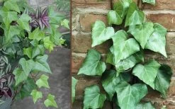Algerian Ivy - Hedera Helix - 18 Count Flat Of Pint Pots -Outdoor Garden Store Ivy Algerian Combo