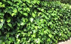 Algerian Ivy - Hedera Helix - 18 Count Flat Of Pint Pots -Outdoor Garden Store Ivy Algerian Landscape