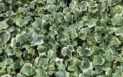 Anne Marie White Variegated Ivy (Hedera Helix) - 5 Pack Of Pint Pots -Outdoor Garden Store Ivy Anne Marie