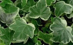 Anne Marie White Variegated Ivy (Hedera Helix) - 5 Pack Of Pint Pots -Outdoor Garden Store Ivy Anne Marie 50