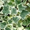 Anne Marie White Variegated Ivy (Hedera Helix) - 6 Pack Of 2.5" Pots -Outdoor Garden Store Ivy Anne Marie 500x750 2