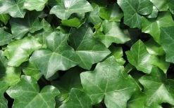 English Ivy (Hedera Helix) - 72 Pack Of 3.5" Pots -Outdoor Garden Store Ivy English 1