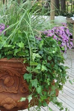 English Ivy (Hedera Helix) - 72 Pack Of 3.5" Pots -Outdoor Garden Store Ivy English 500x750 1