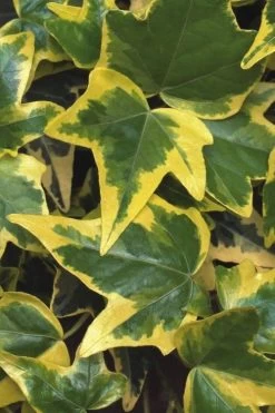 Gold Child Ivy (Hedera Helix) - 6 Pack Of Pint Pots -Outdoor Garden Store Ivy Gold Child 1