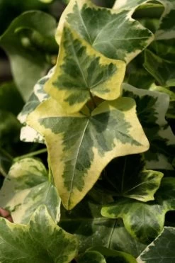 Gold Child Ivy (Hedera Helix) - 6 Pack Of Pint Pots -Outdoor Garden Store Ivy Gold Child 3