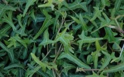 Needlepoint Ivy (Hedera Helix) - 10 Pack Of 4" Pots -Outdoor Garden Store Ivy Needlepoint 50