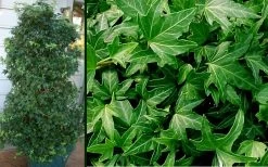 Needlepoint Ivy (Hedera Helix) - 10 Pack Of 4" Pots -Outdoor Garden Store Ivy Needlepoint Combo