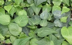 Teardrop Ivy (Hedera Helix) - 10 Pack Of Pint Pots -Outdoor Garden Store Ivy Tear Drop