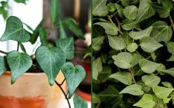 Teardrop Ivy (Hedera Helix) - 10 Pack Of Pint Pots -Outdoor Garden Store Ivy Tear Drop Combo