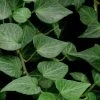 Teardrop Ivy (Hedera Helix) - 10 Pack Of Pint Pots -Outdoor Garden Store Ivy Teardrop 500x750 1