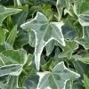 Variegated Needlepoint Ivy (Hedera Helix) - 10 Pack Of Pint Pots 1 Variegated Needlepoint Ivy (Hedera Helix) - 10 Pack Of Pint Pots -Outdoor Garden Store Ivy Variegated Needlepoint
