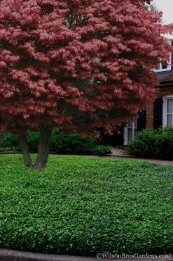 Asian Jasmine - Asiatic Jasmine - 18 Count Flat Of Pint Pots -Outdoor Garden Store Jasmine Asian 21