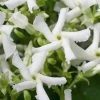 Confederate Jasmine Vine (Trachelospermum Jasminoides) - 3 Gallon Pot -Outdoor Garden Store Jasmine Confederate 500x750 1