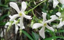 Confederate Jasmine Vine (Trachelospermum Jasminoides) - 3 Gallon Pot -Outdoor Garden Store Jasmine Confederate Vine