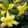 Swamp Carolina Jasmine (Jessamine) - Gelsemium Rankinii - 2 Gallon Pot -Outdoor Garden Store Jasmine Rankinii Swamp Jessamine 10
